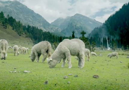 Chandigarh to Srinagar & Amritsar – The Perfect Getaway