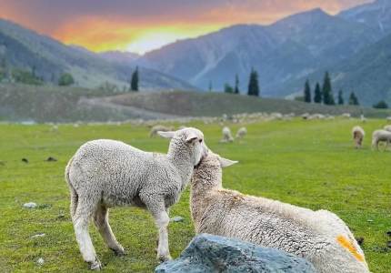 Kashmir Discovery – 7 Days of Bliss from Chandigarh